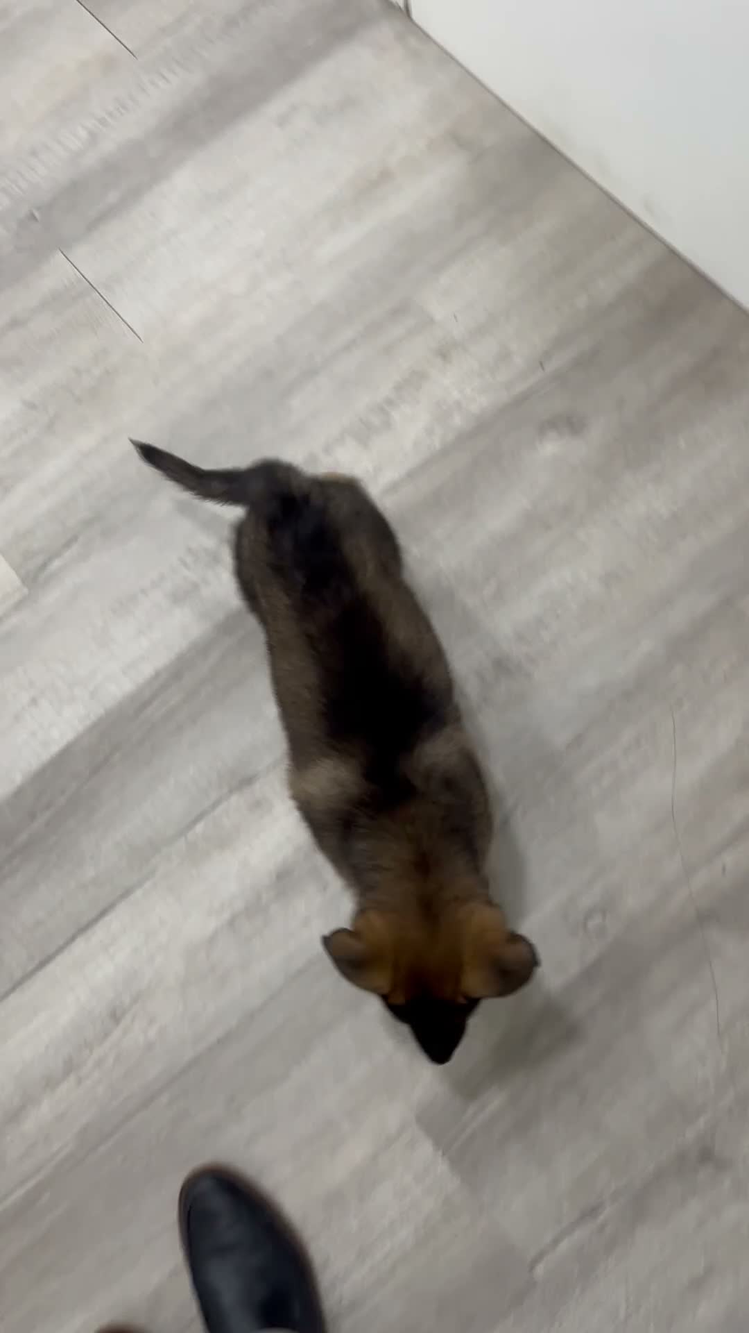 German Shepherd dogs for sale: Mike - Video 1