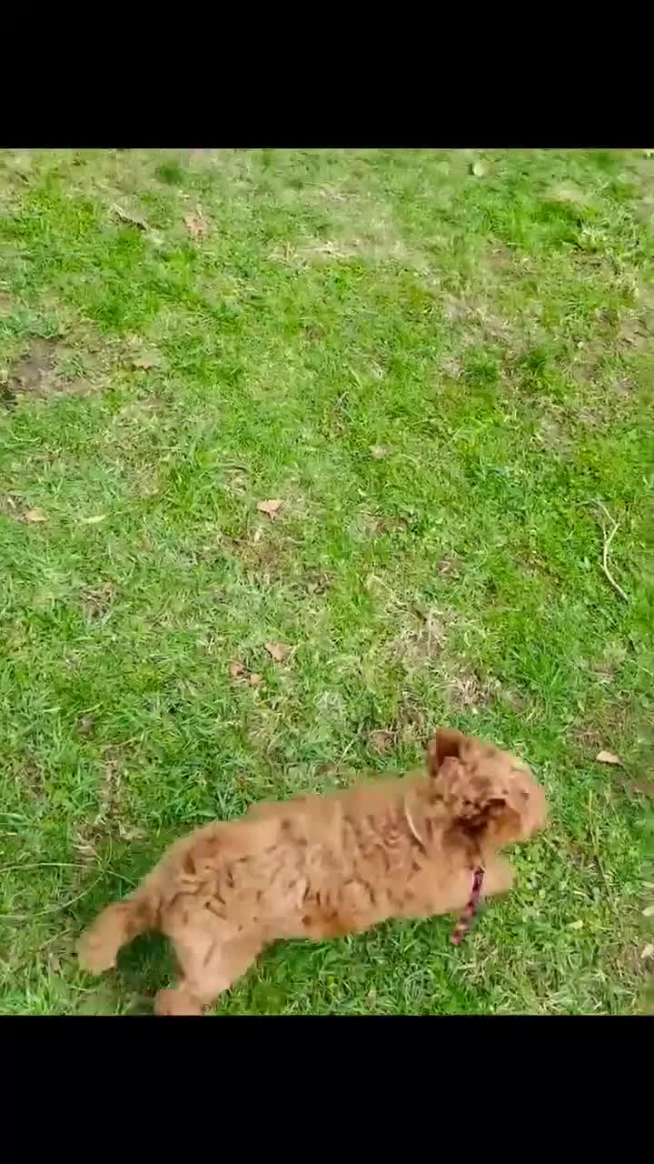 Goldendoodle dogs for sale: Junior  (Multi-gen🐕) - Video 2