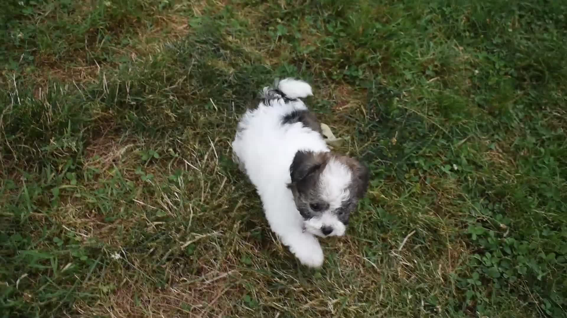 Bichpoo dogs for sale: LadyBug  - Video 1