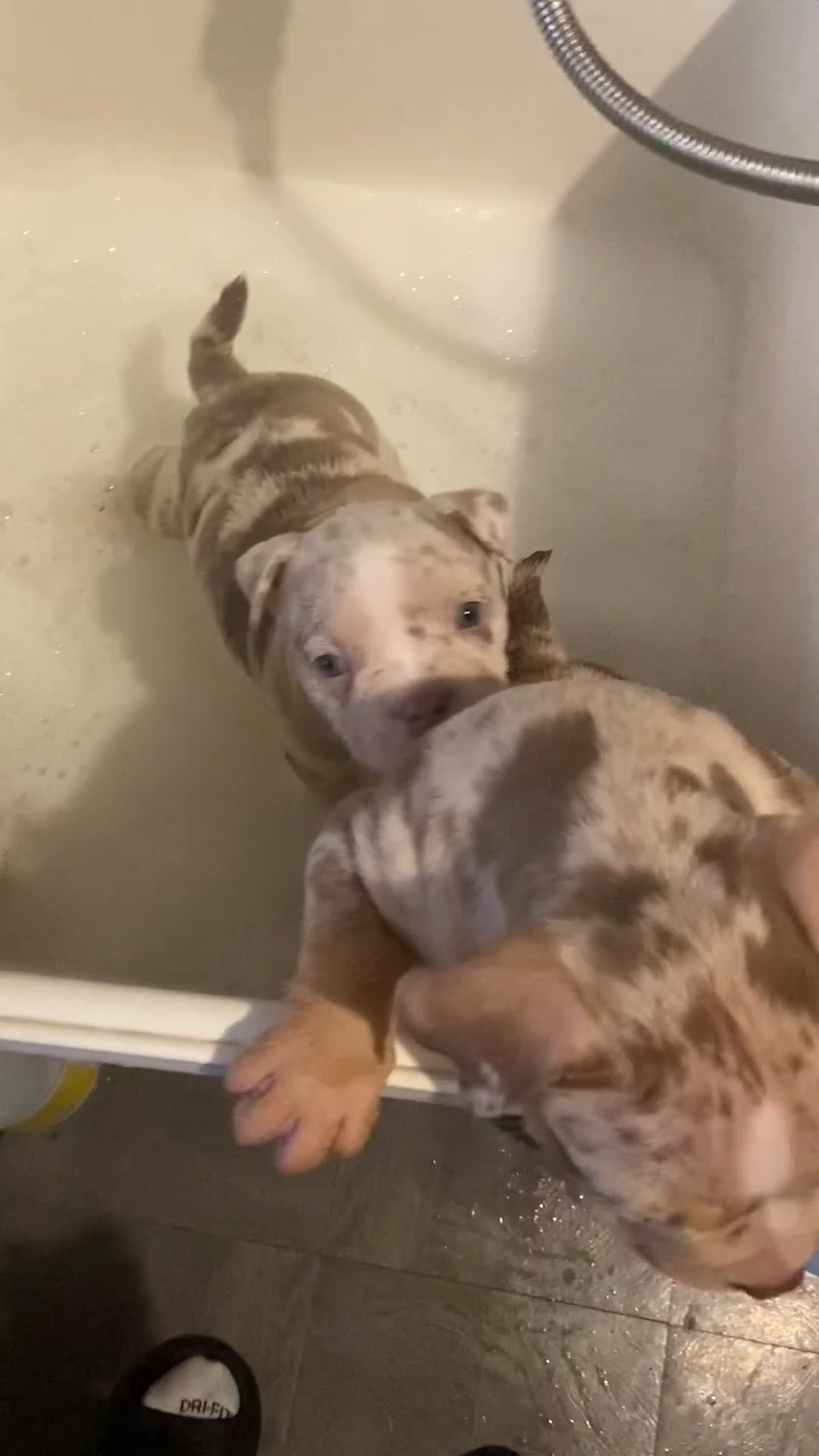 American Bully dogs for sale: American Bully Puppy 2 - Video 3