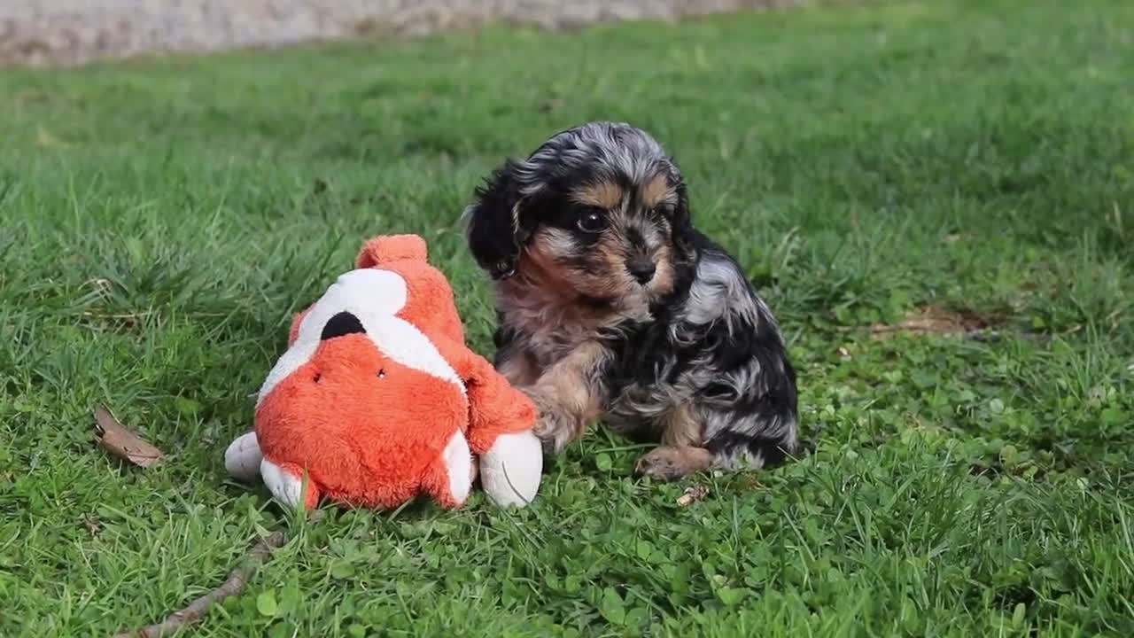 Cavapoo dogs for sale: Lainey - Video 1