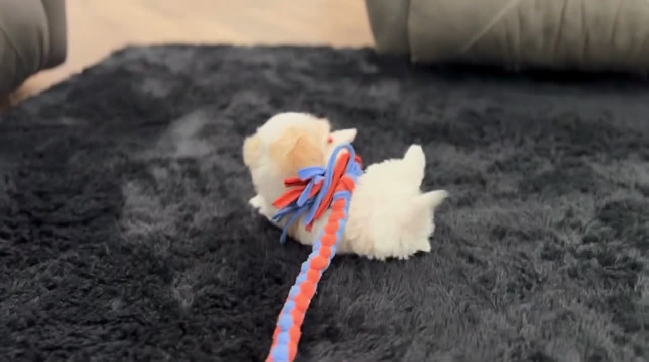 Havanese dogs for sale: Belle - Video 1