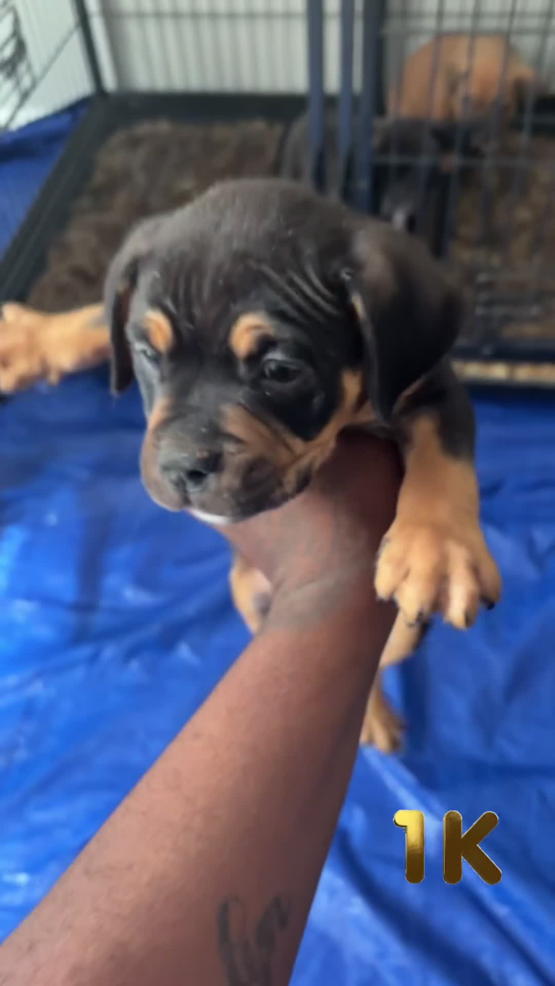 American Bully dogs for sale: American Bully Black Tri Male - Video 1