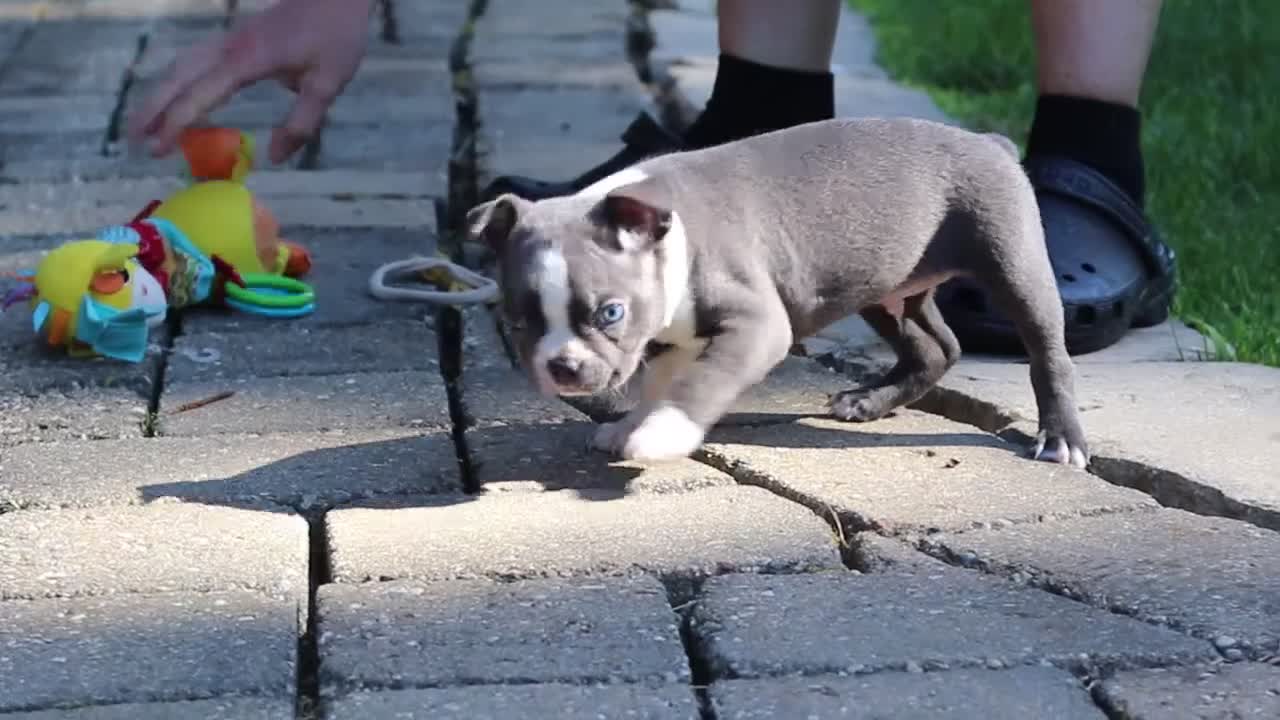 Boston Terrier dogs for sale: Russell - Video 1