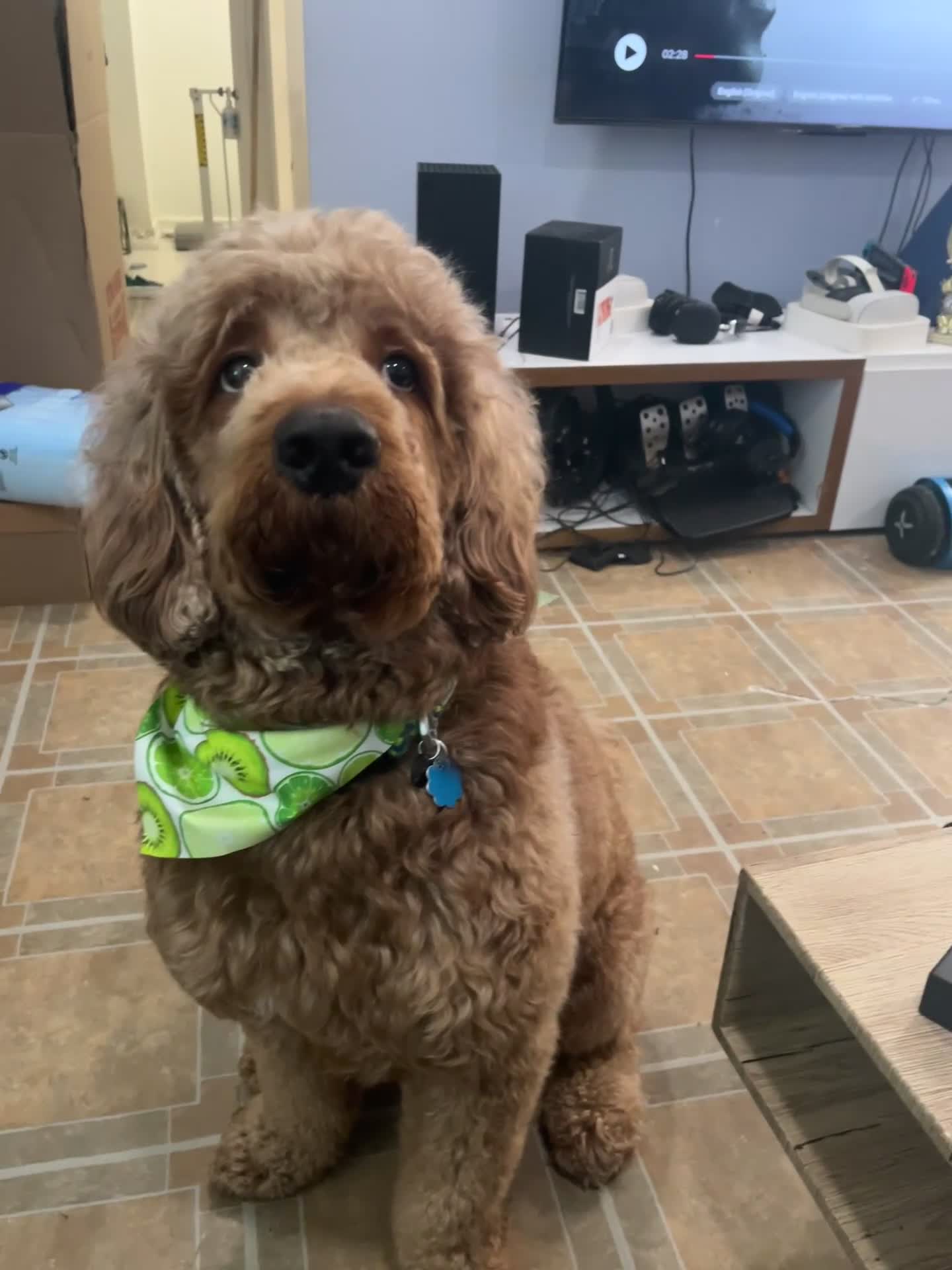 Goldendoodle dogs for stud: Noah  - Video 1