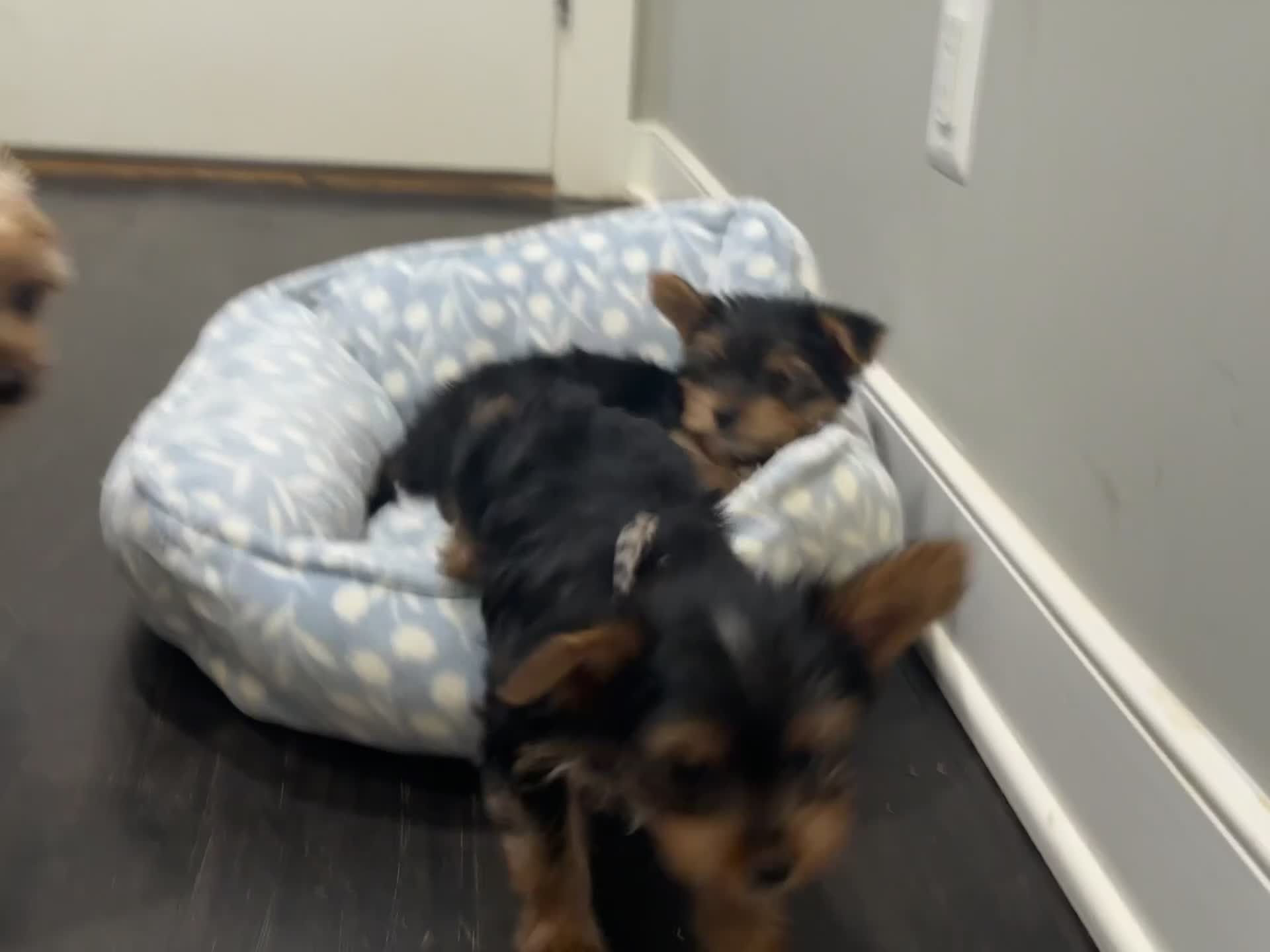 Yorkshire Terrier dogs for sale: AJ - Video 1