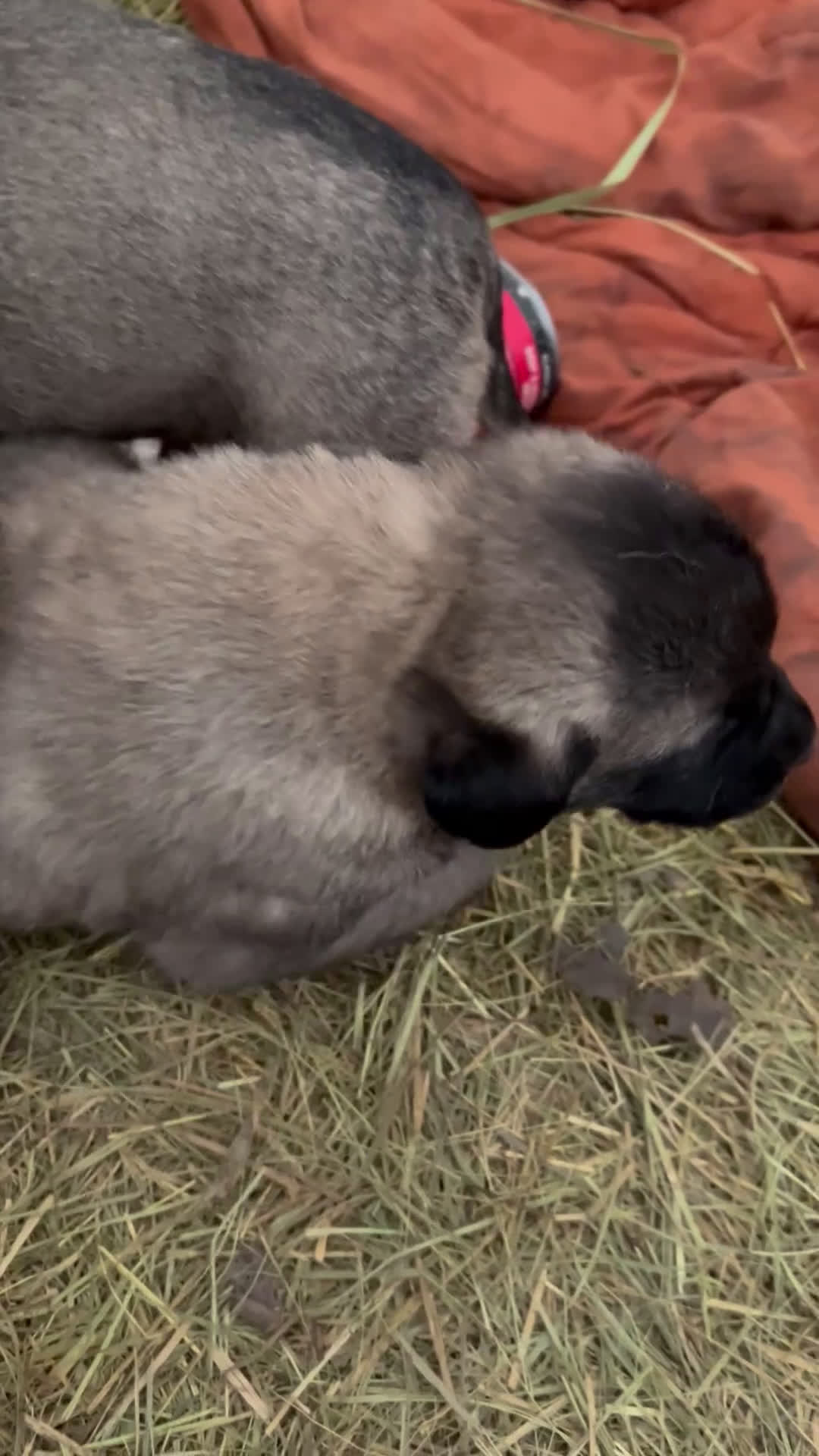 Anatolian Shepherd dogs for sale: Anatolian Shepherd Puppy 1 - Video 1