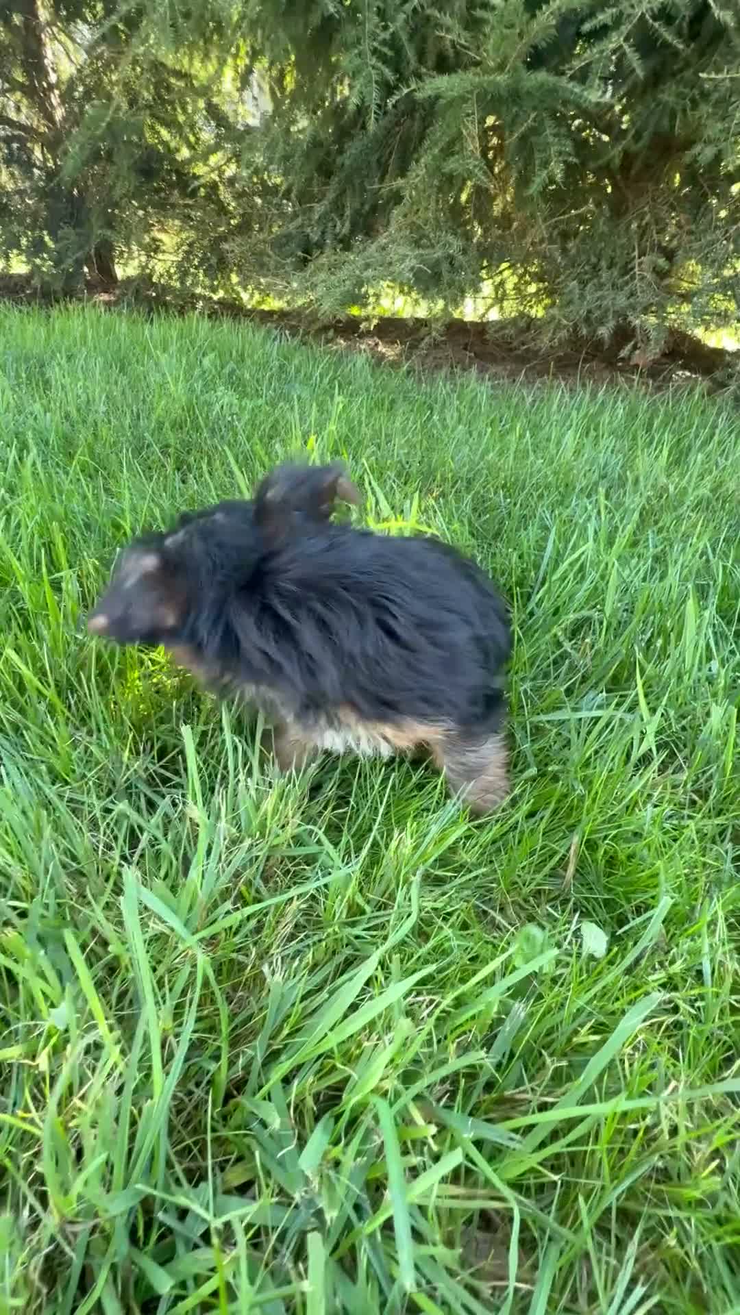Yorkshire Terrier dogs for sale: Layla - Video 1