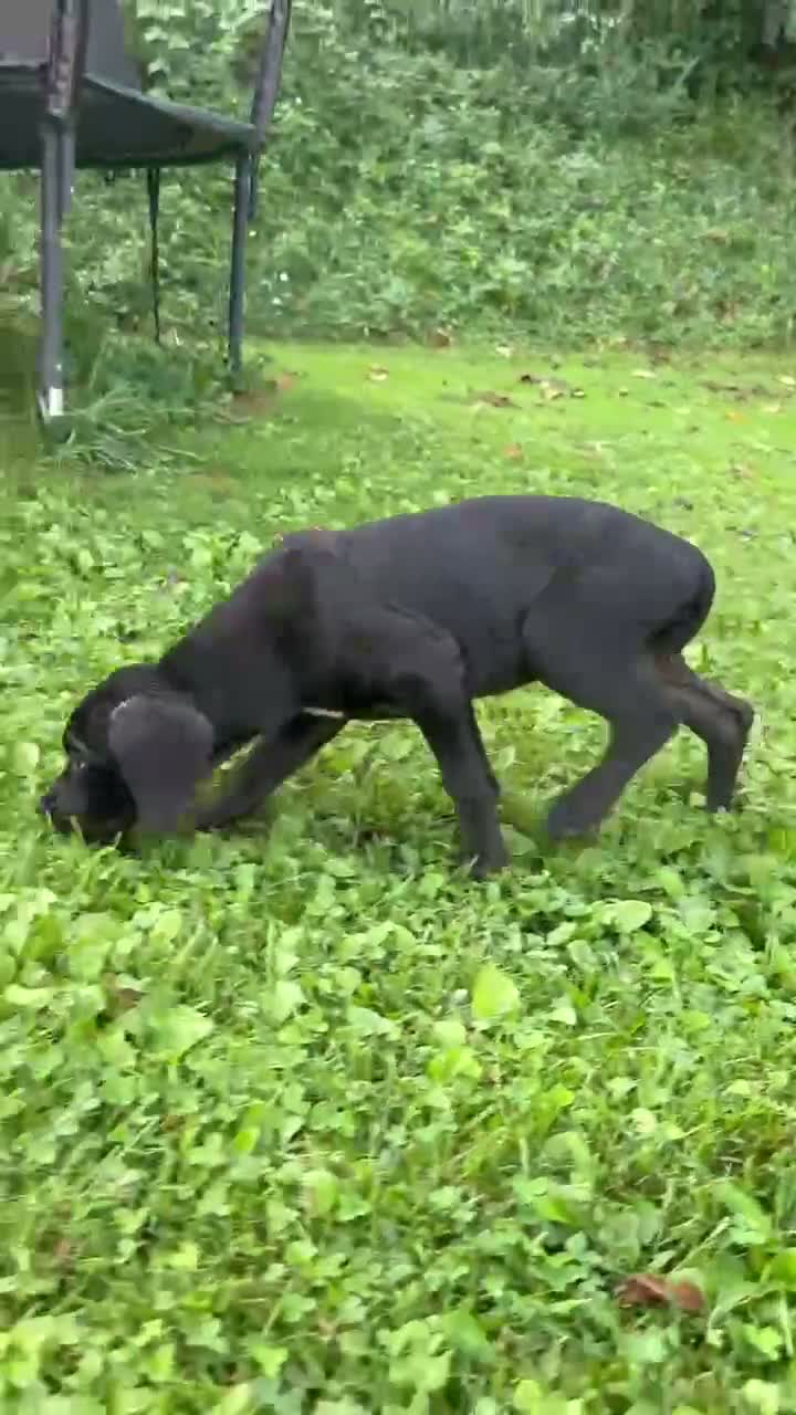 Cane Corso dogs for sale: Athena - Video 1
