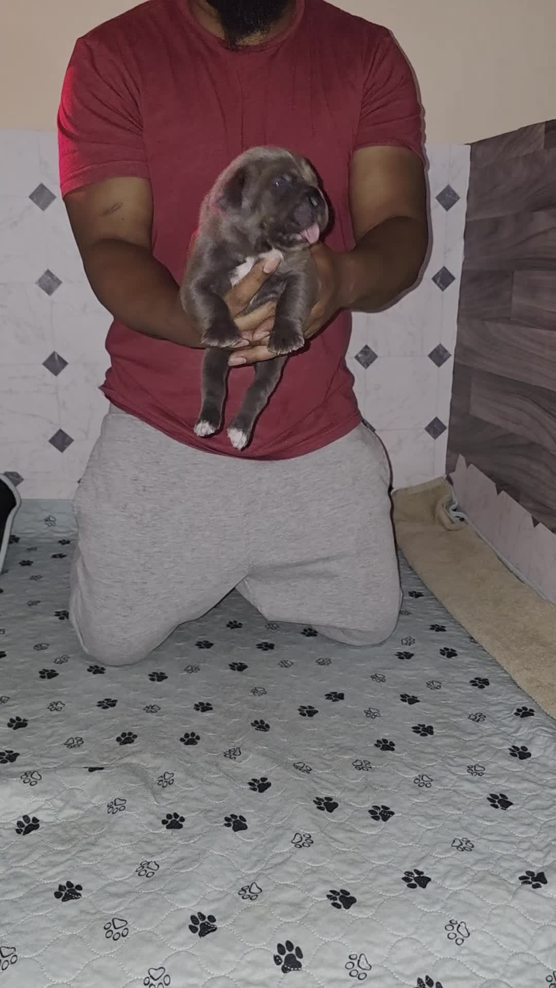 Cane Corso dogs for sale: Cane Corso Puppy 4 - Video 1