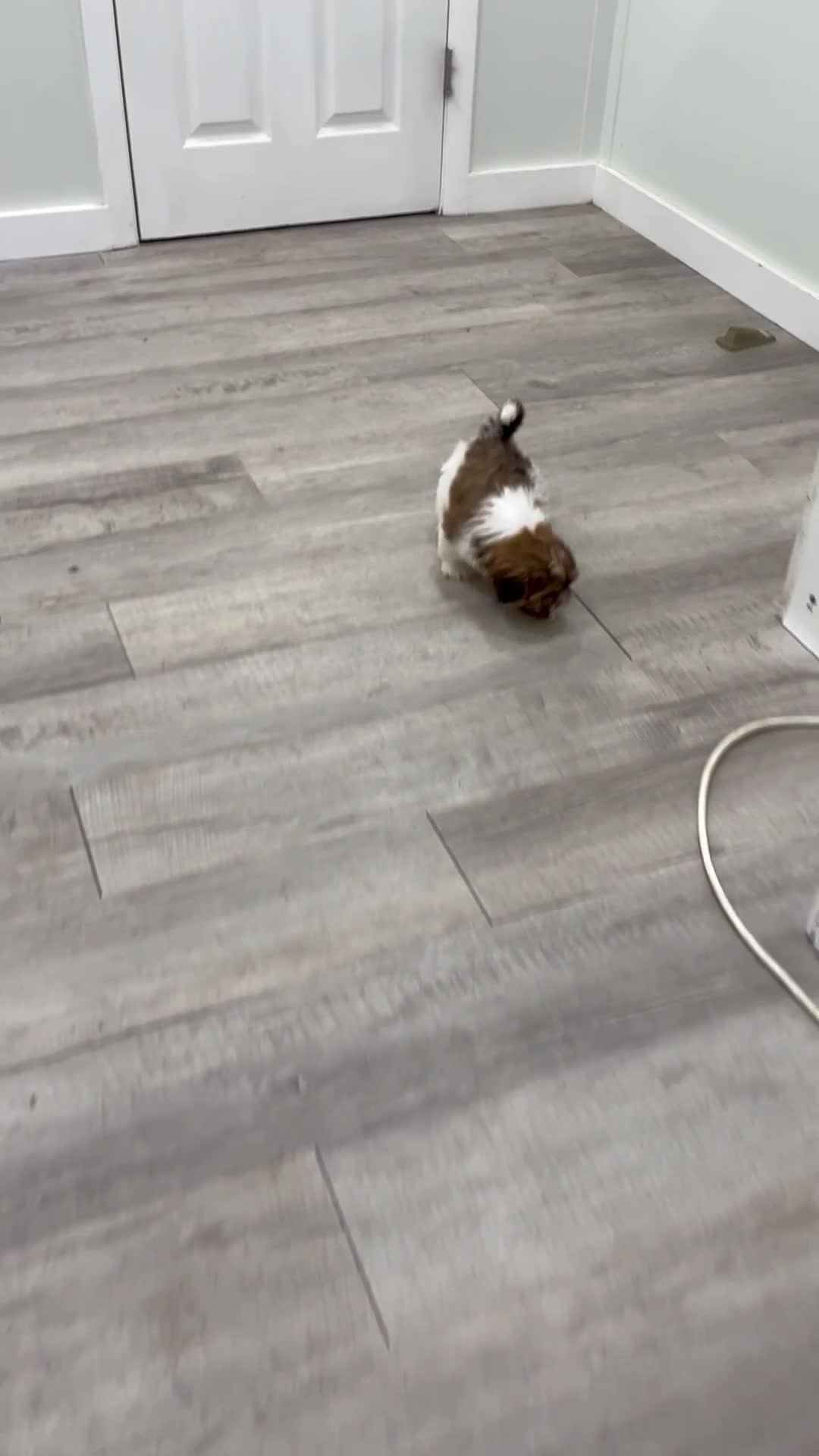 Shih Tzu dogs for sale: Cash - Video 1