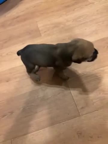 Cane Corso dogs for sale: Cane Corso 4 - Video 1