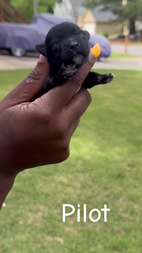 Yorkshire Terrier dogs for sale: Yorkshire Terrier Puppy 4 - Video 1