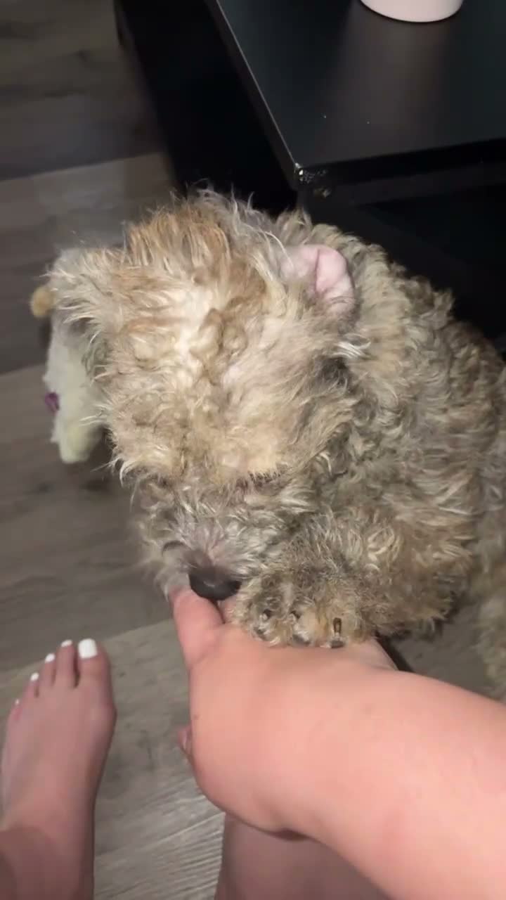 Mixed Breed dogs for sale: Mixed Breed 1 - Video 1