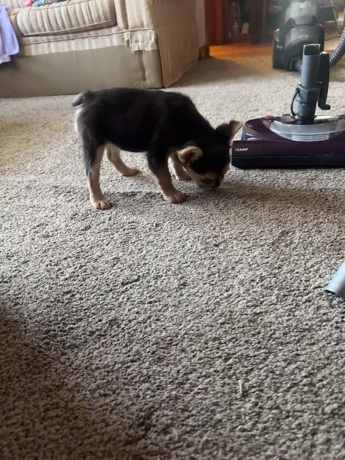 French Bulldog dogs for sale: Lulu - Video 2
