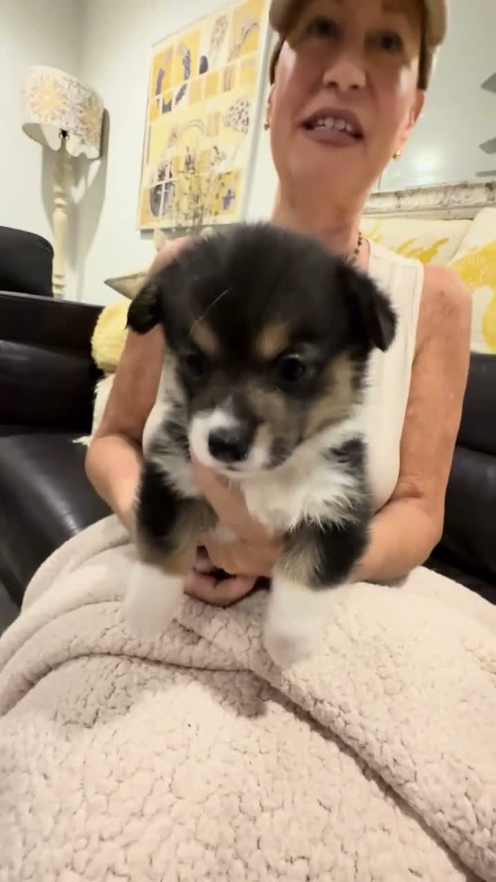 Welsh Corgi Pembroke dogs for sale: Beatriz - Video 1