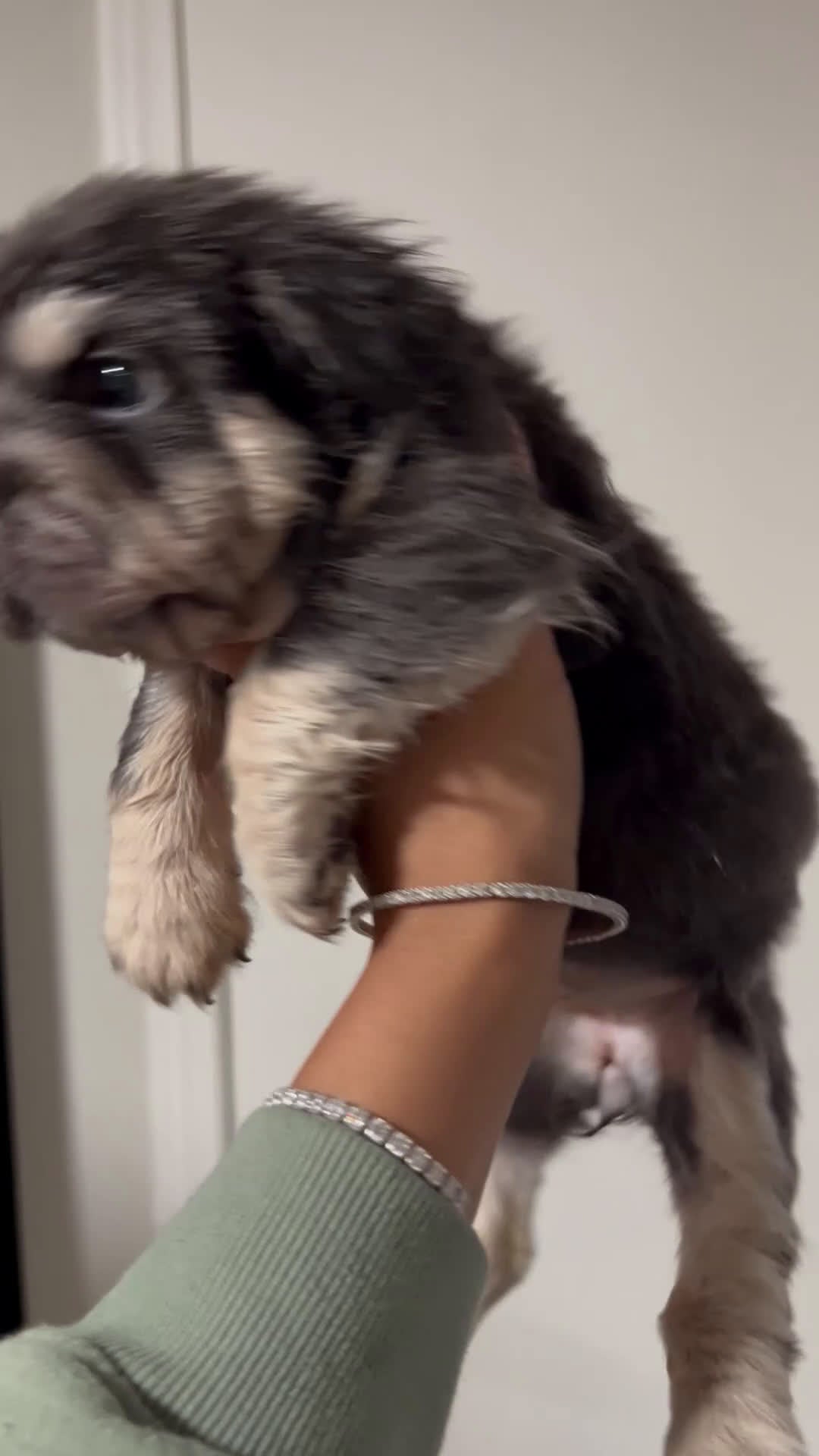 French Bulldog dogs for sale: Star - Video 1