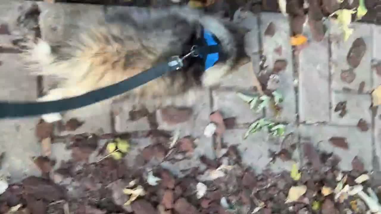Pomsky dogs for sale: Drake - Video 3
