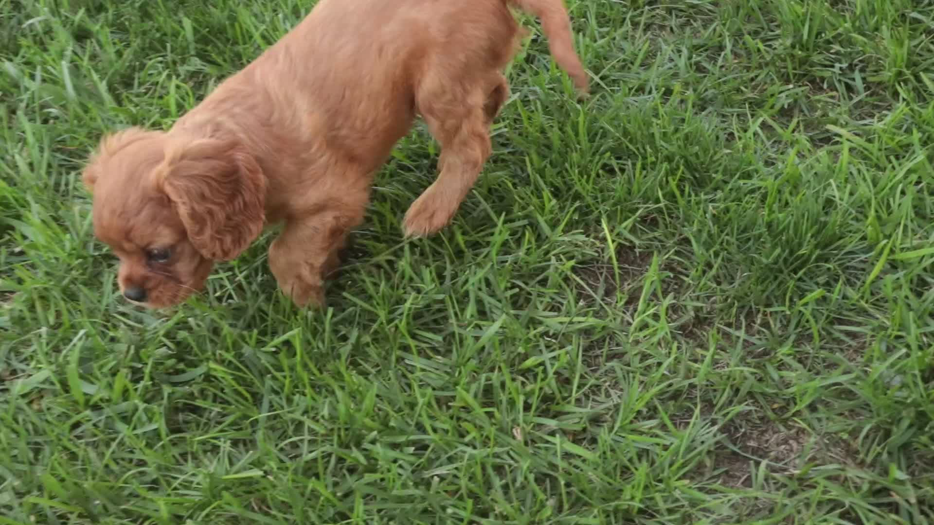 Cavalier King Charles Spaniel dogs for sale: Poppy Cavalier King Charles Spaniel - Video 1