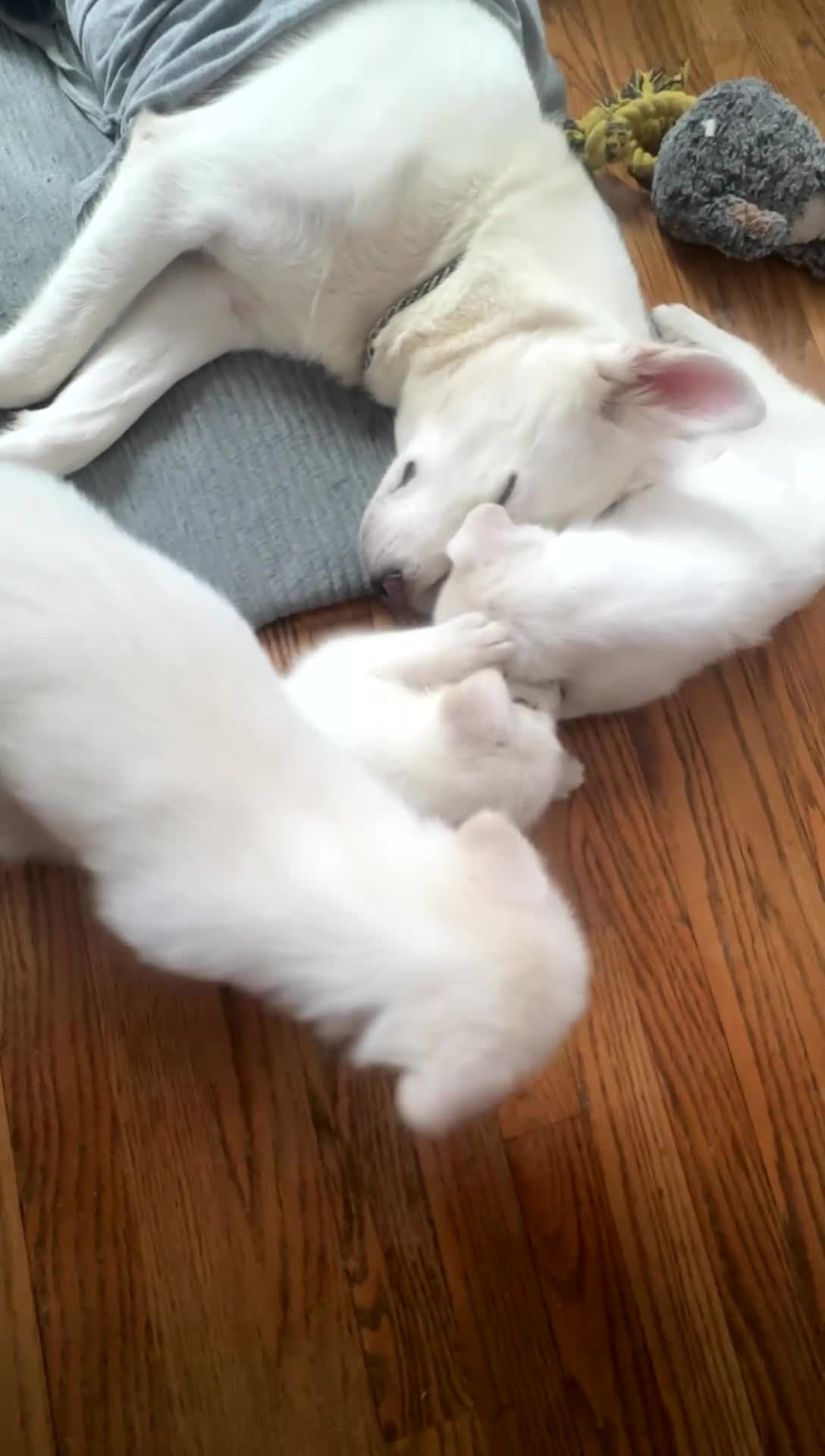 Alaskan Husky dogs for sale: Nina - Video 1