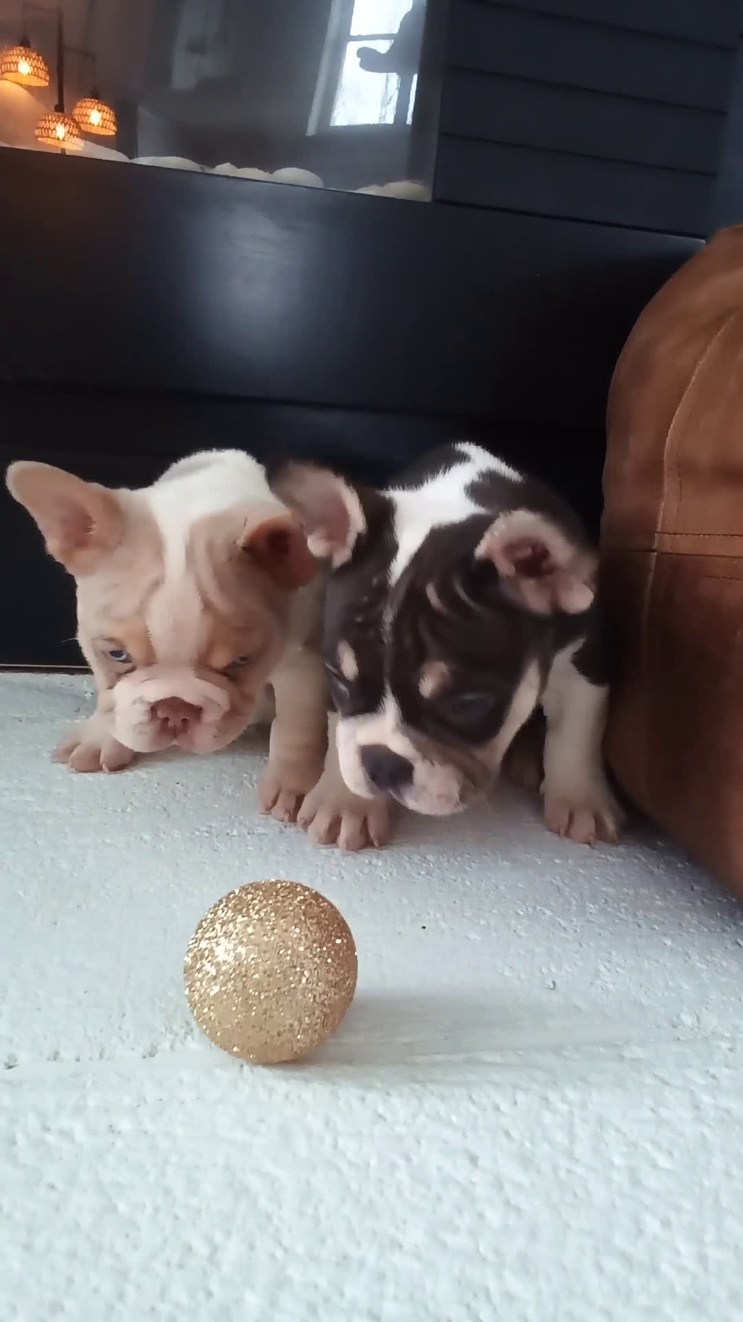 French Bulldog dogs for sale: Jasper  - Video 2
