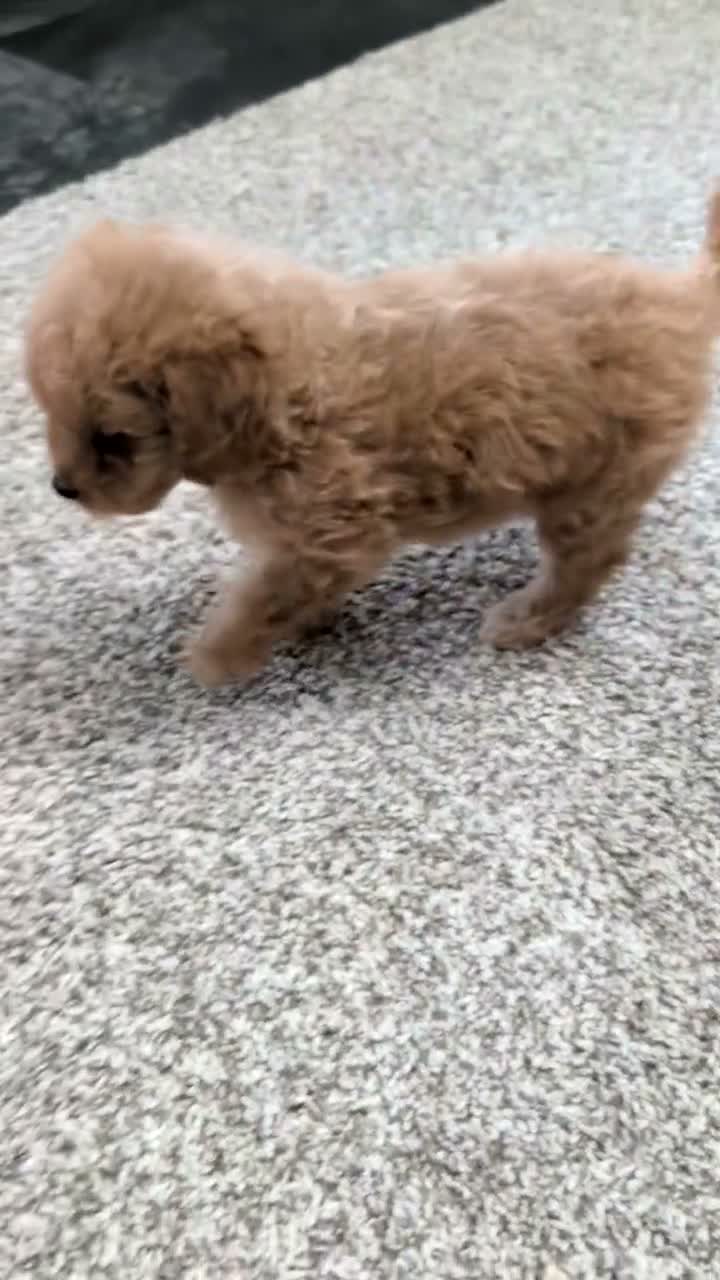 Mini Goldendoodle dogs for sale: Jill - Video 1