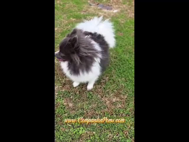 Pomeranian dogs for sale: Paris - Blue and White (parti) -Young Adult AKC full no reg option - Video 1