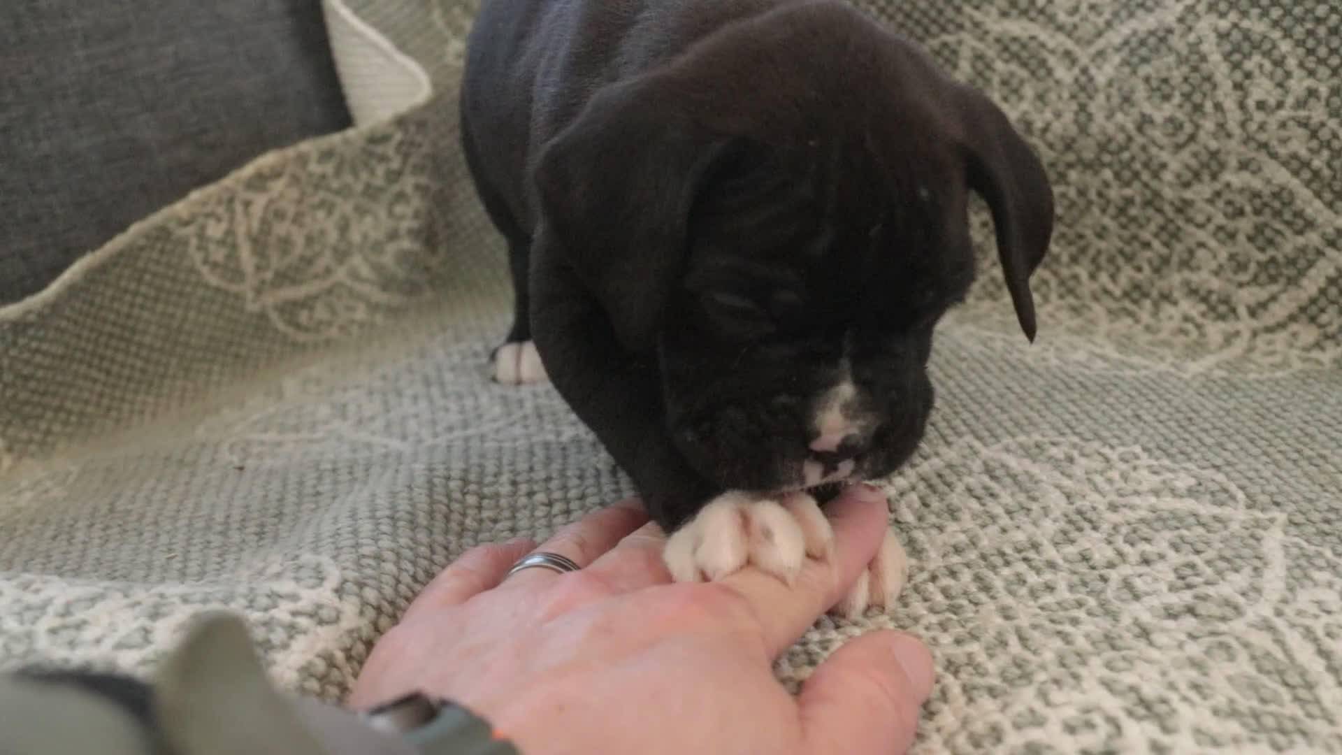 Boxer dogs for sale: Wayne - Video 1