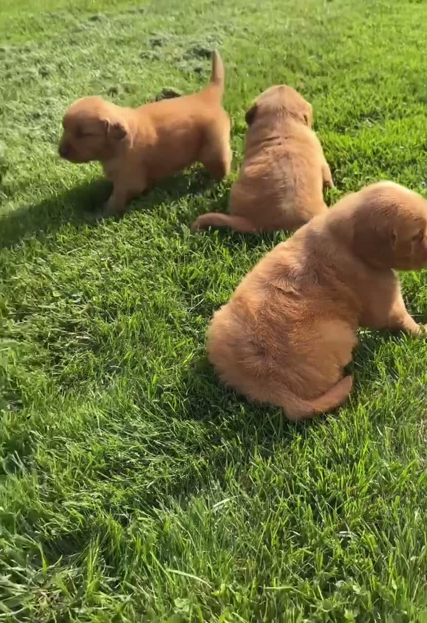 Golden Retriever dogs for sale: Rowdy - Video 1