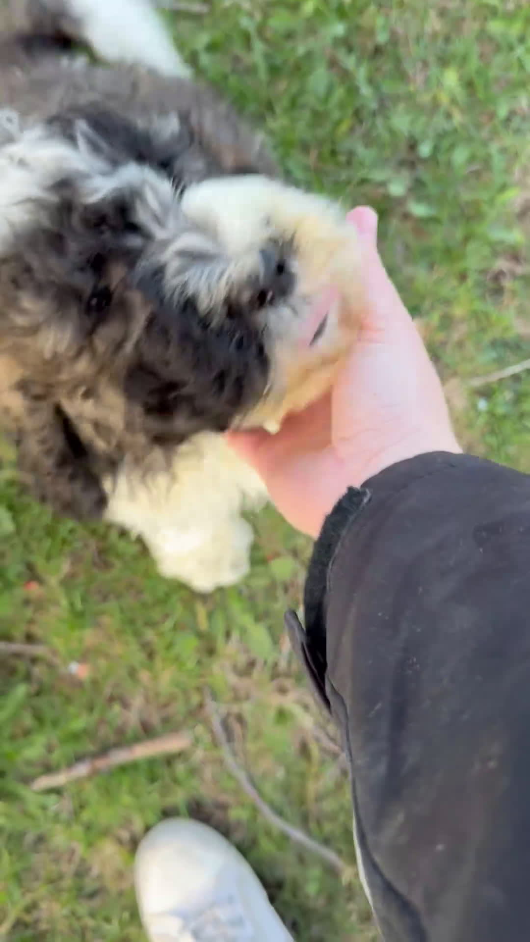 Saint Berdoodles dogs for sale: Georgia - Video 1