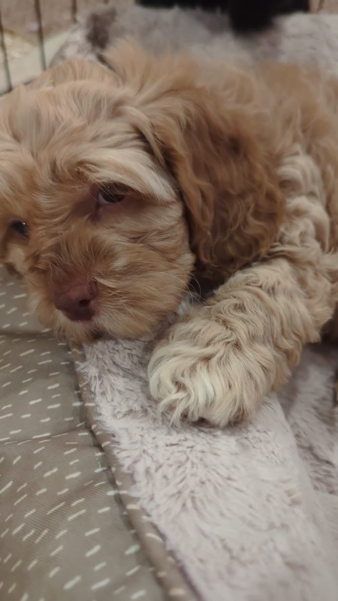 Cockapoo dogs for sale: Beckham Red Collar - Video 1