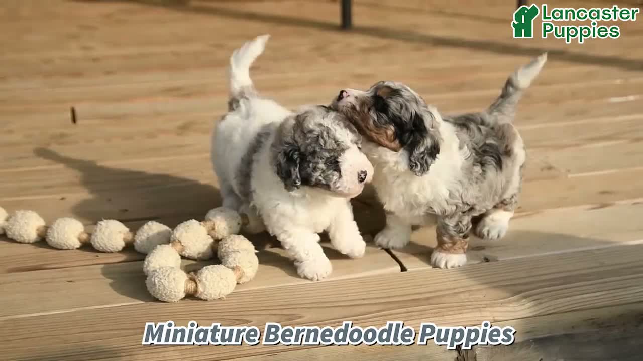 Mini Bernedoodle dogs for sale: Zander - Video 1