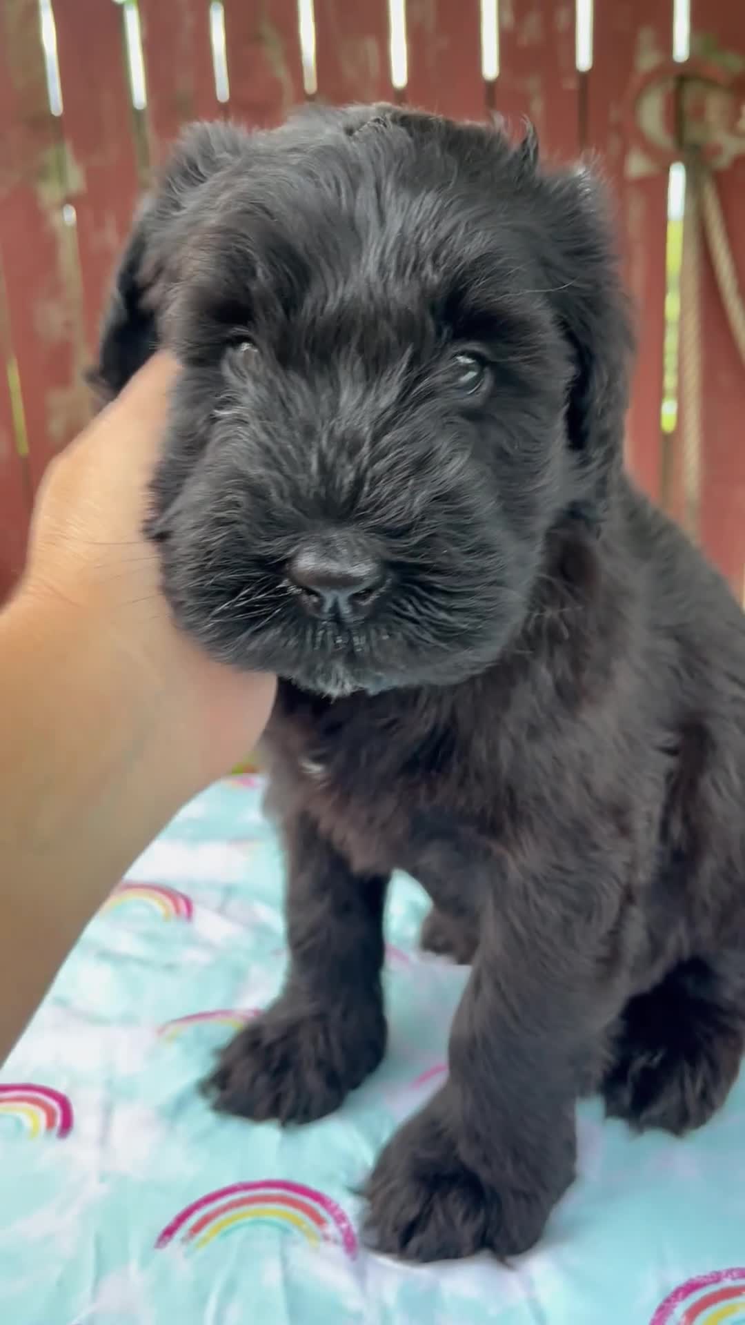 Giant Schnauzer dogs for sale: Lynette - Video 1