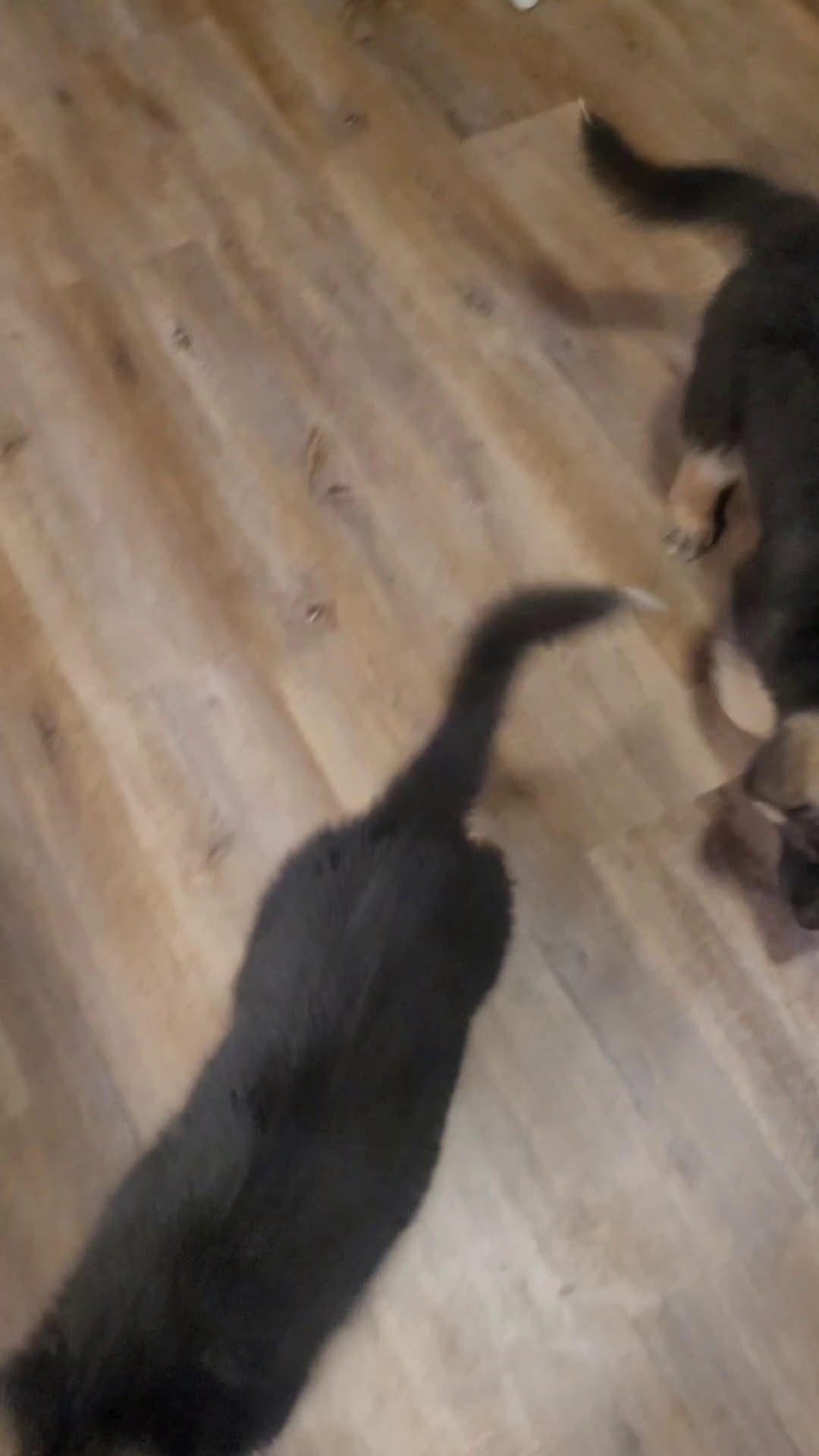 German Shepherd dogs for sale: Dasher - Video 1