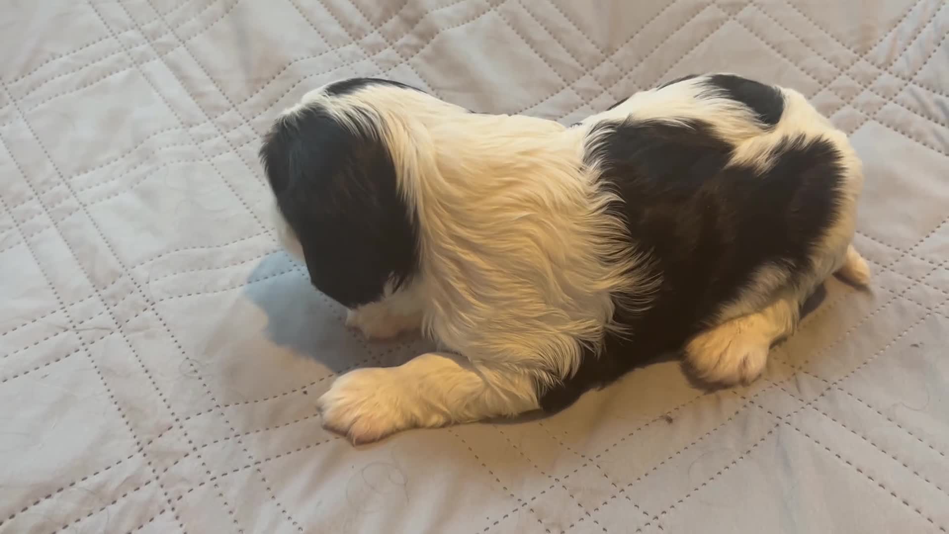 Cavalier King Charles Spaniel dogs for sale: Cavalier King Charles Spaniel 2 - Video 1
