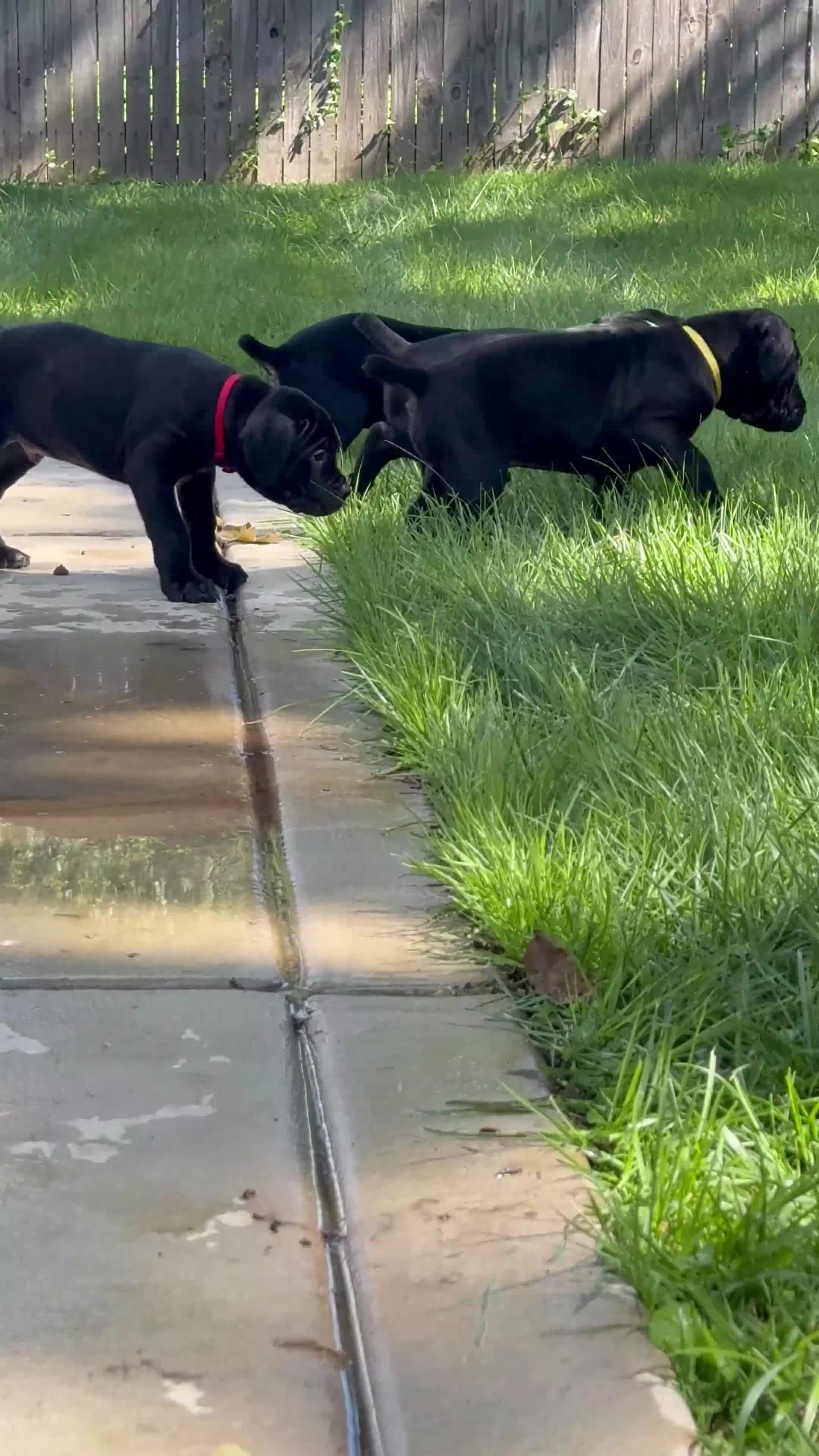 Mixed Breed dogs for sale: Mixed Breed 1 - Video 1