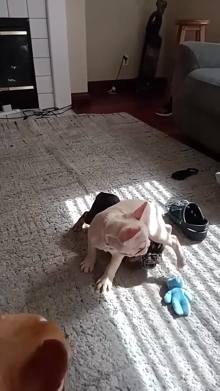 French Bulldog dogs for sale: French Bulldog Puppy 1 - Video 1