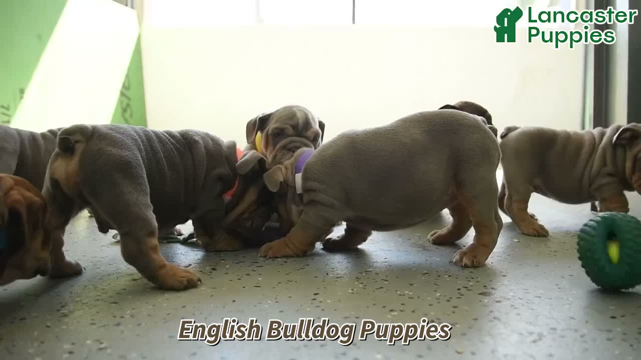 English Bulldog dogs for sale: Lincoln - Video 1