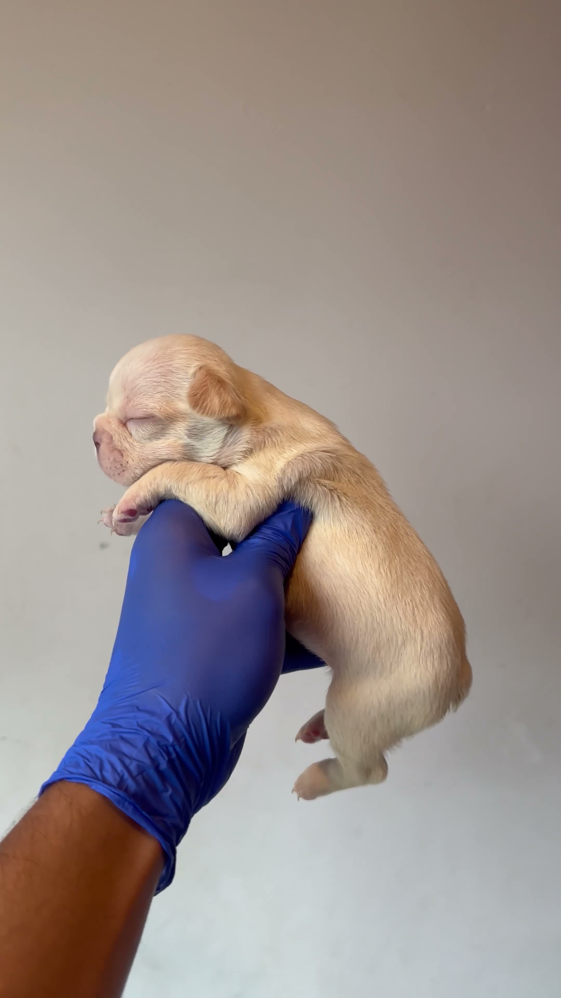 French Bulldog dogs for sale: Gucci - Video 2
