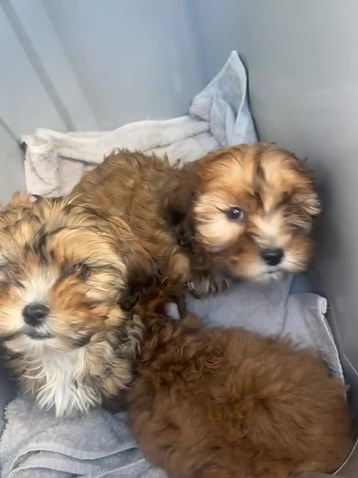 Shihpoo dogs for sale: 10 week shihpoo Puppy  - Video 1