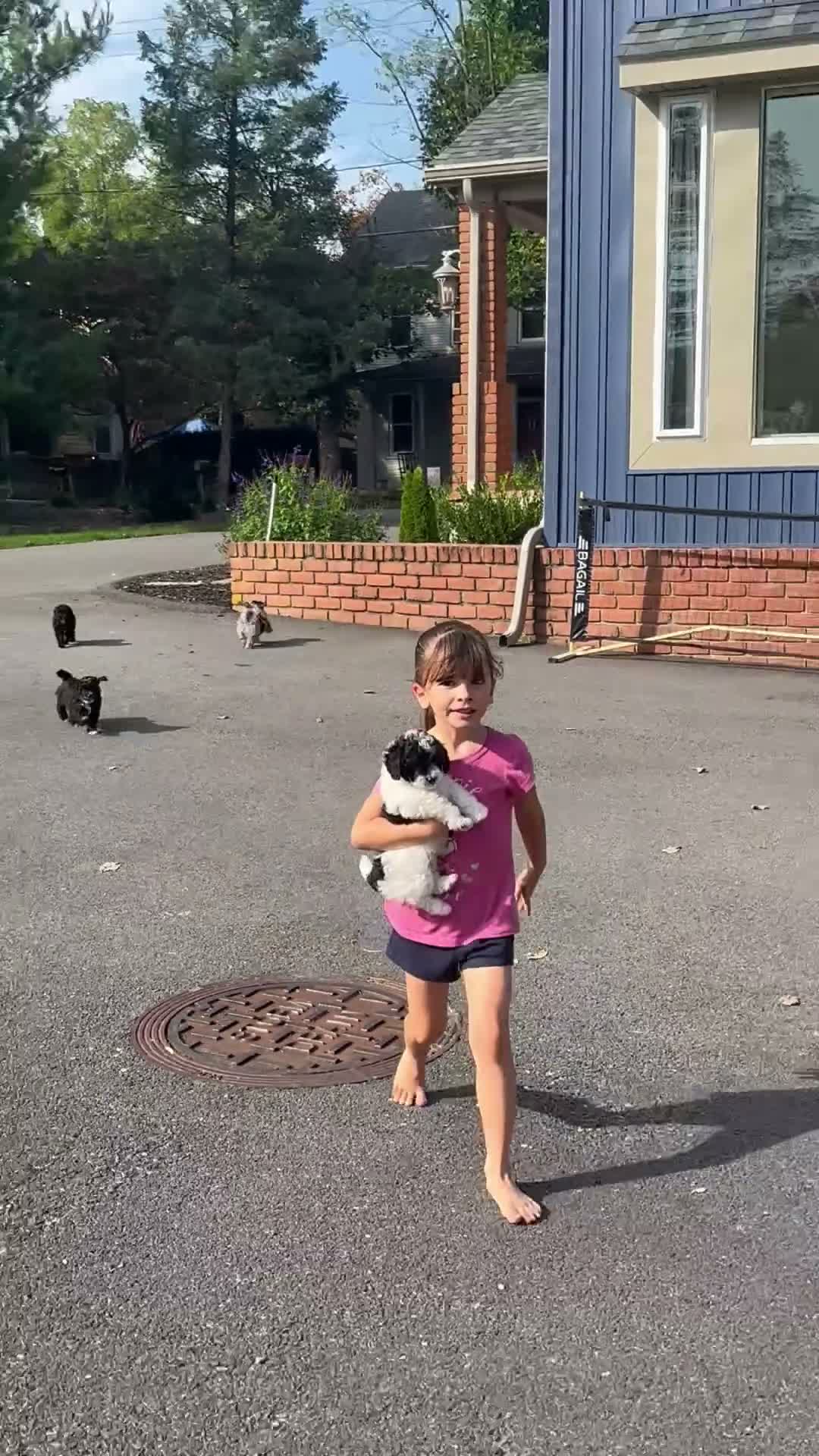 Mini Aussiedoodle dogs for sale: Wesley 🐾 - Video 1