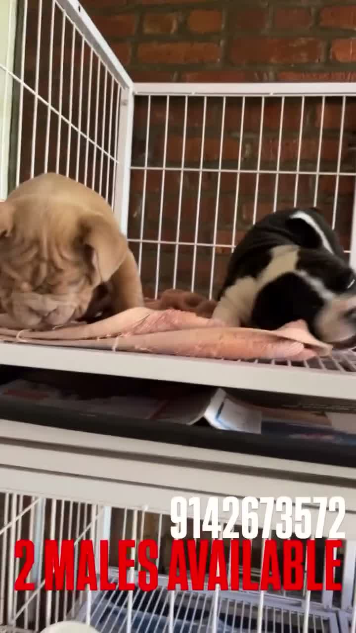 Mixed Breed dogs for sale: CHARLES - Video 7