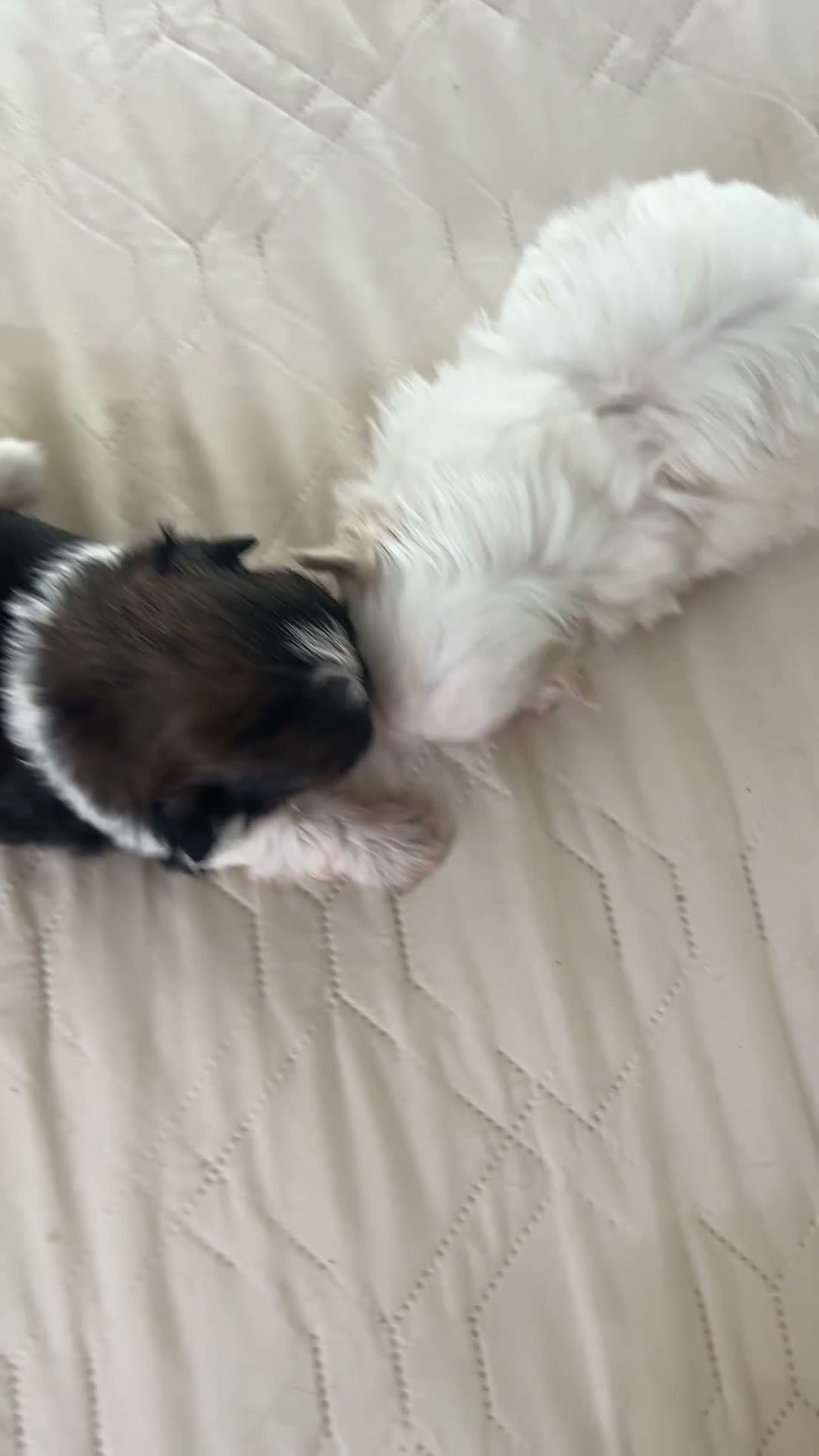 Shih Tzu dogs for sale: Minnie’s girl - Video 1