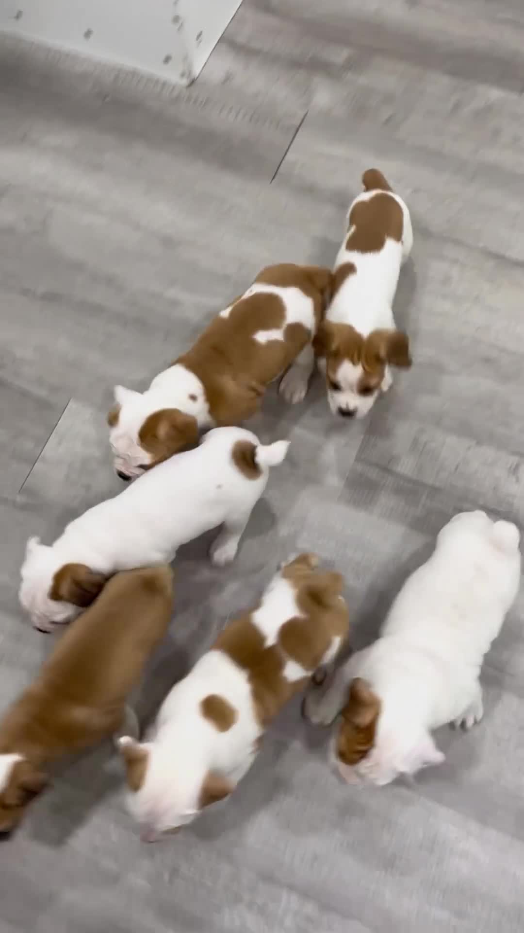 Beabull dogs for sale: Duke - Video 2