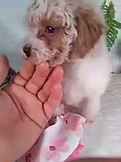 Bichpoo dogs for sale: Jackie  - Video 1