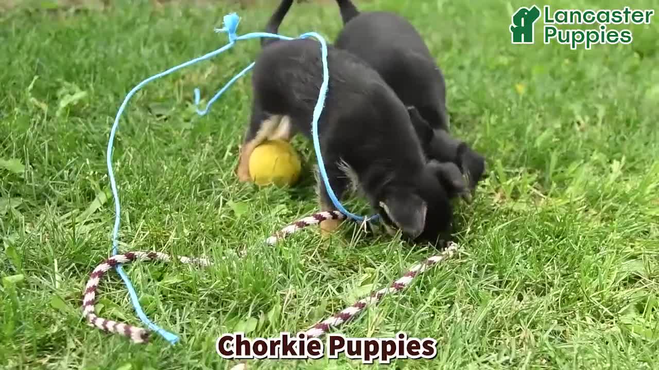 Chorkie dogs for sale: Ralph - Video 1