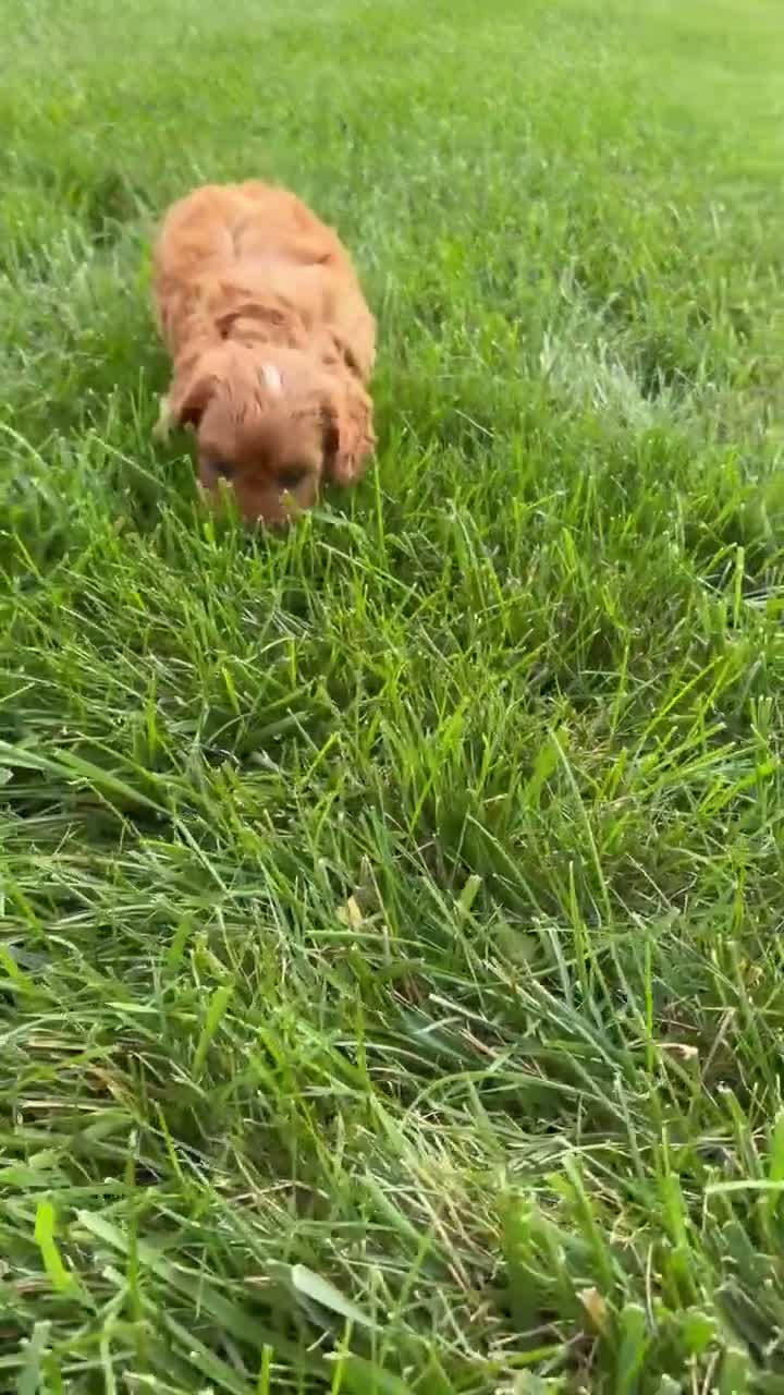 Cavapoo dogs for sale: Maple - Video 1