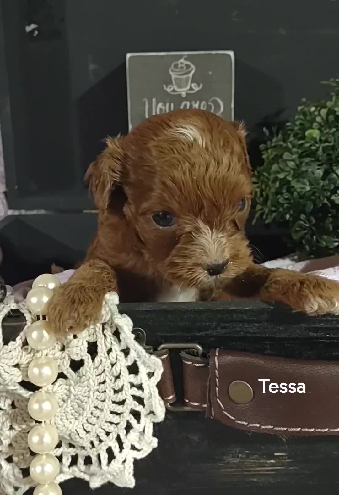 Cavapoo dogs for sale: Cavapoo 4 Tessa - Video 2