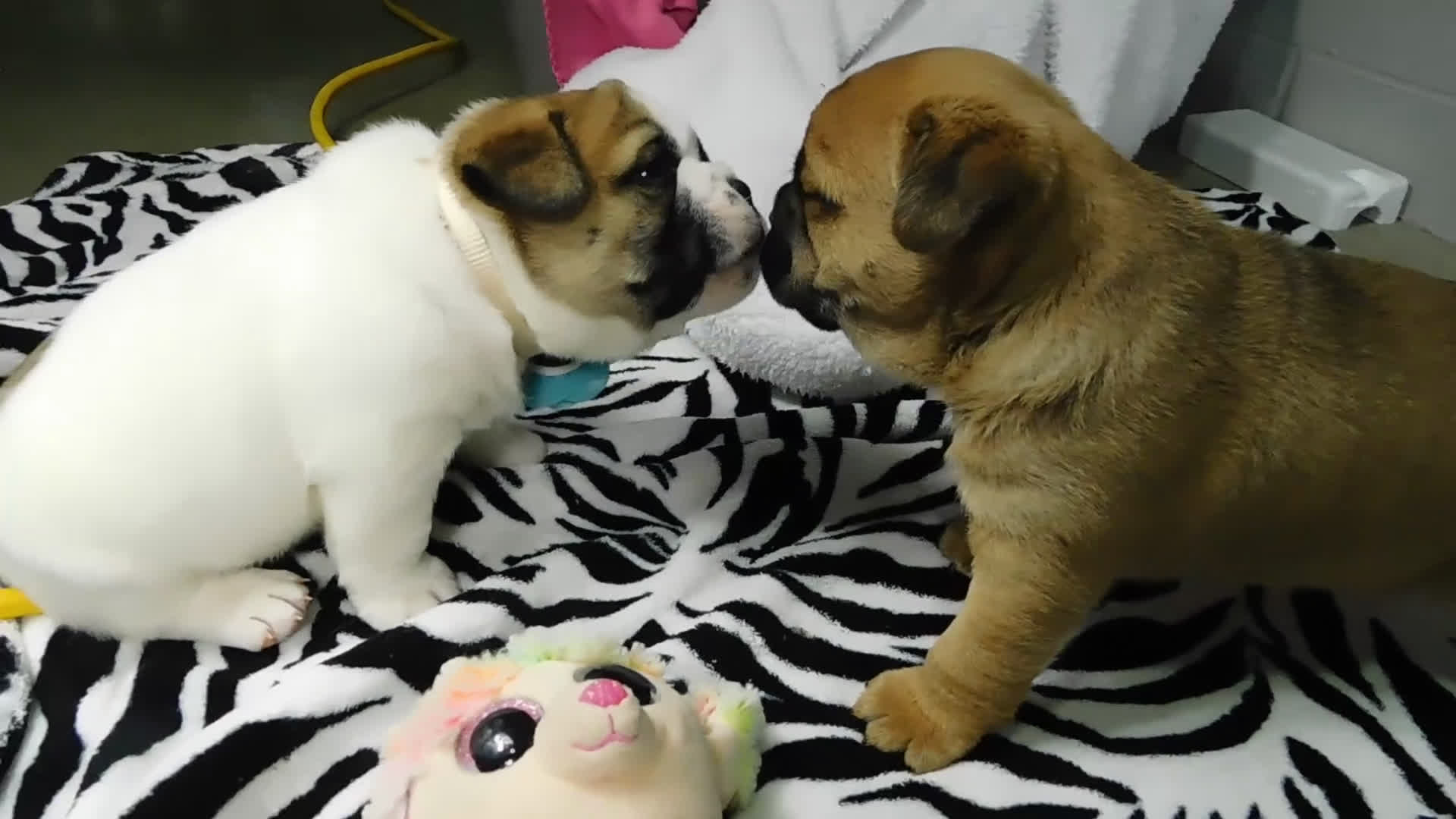 Mixed Breed dogs for sale: Rowdy - Video 1