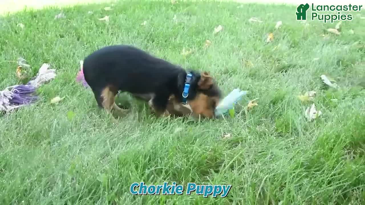 Chorkie dogs for sale: Phoenix - Video 1